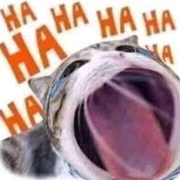 ảnh meme haha hài