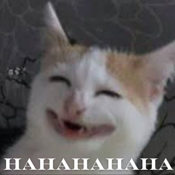 ảnh meme haha siêu bựa