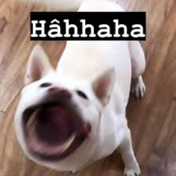 ảnh meme haha siêu hài