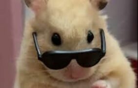 100+ Hình ảnh meme Hamster ngộ nghĩnh và hài hước