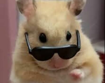 100+ Hình ảnh meme Hamster ngộ nghĩnh và hài hước