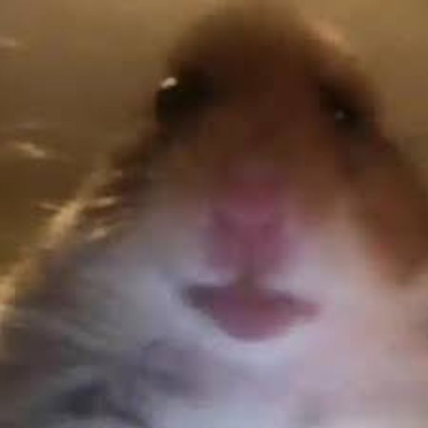 ảnh meme hamster hài hước