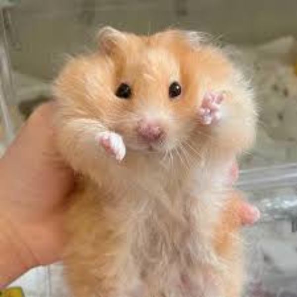 ảnh meme hamster hài