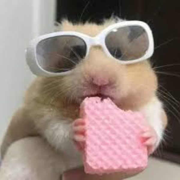 ảnh meme hamster troll