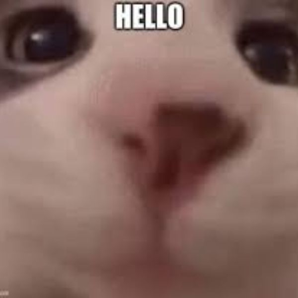 ảnh meme hello siêu bựa
