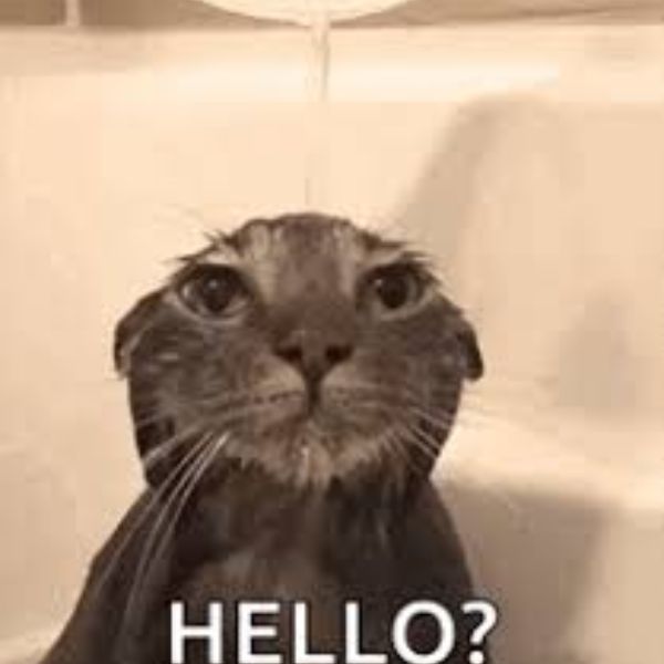 ảnh meme hello troll team