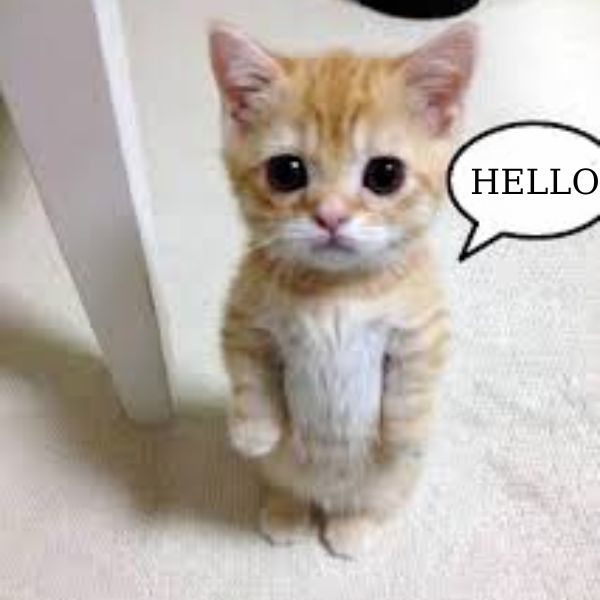 ảnh meme hello troll