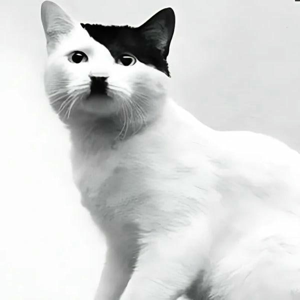 ảnh meme hitler mèo