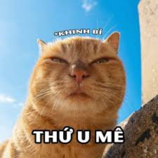 ảnh meme khinh bỉ siêu hài