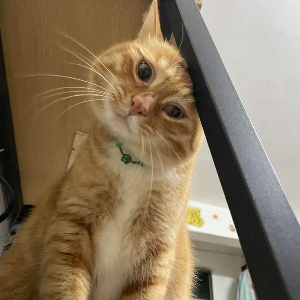 ảnh meme mèo bựa cực cute