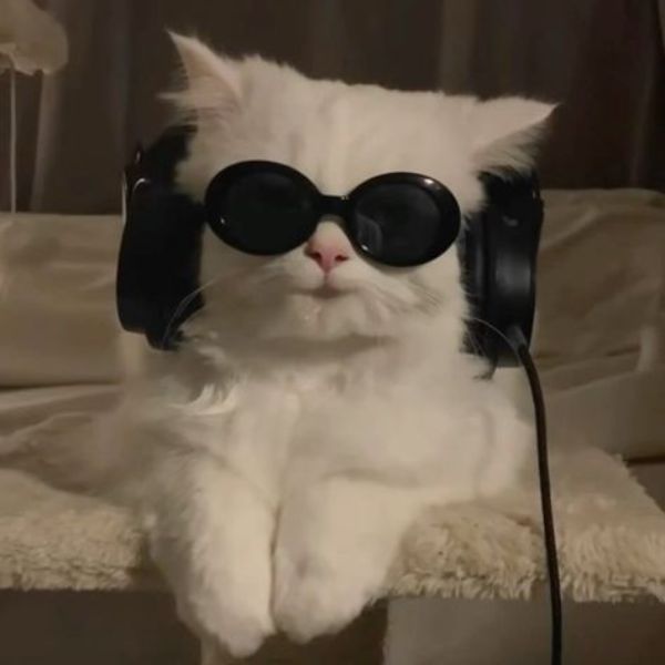 ảnh meme mèo bựa cực hài