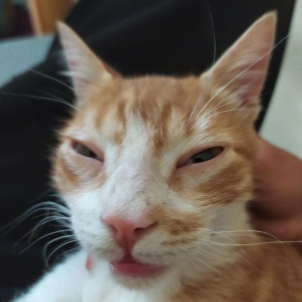 ảnh meme mèo bựa cực ngố