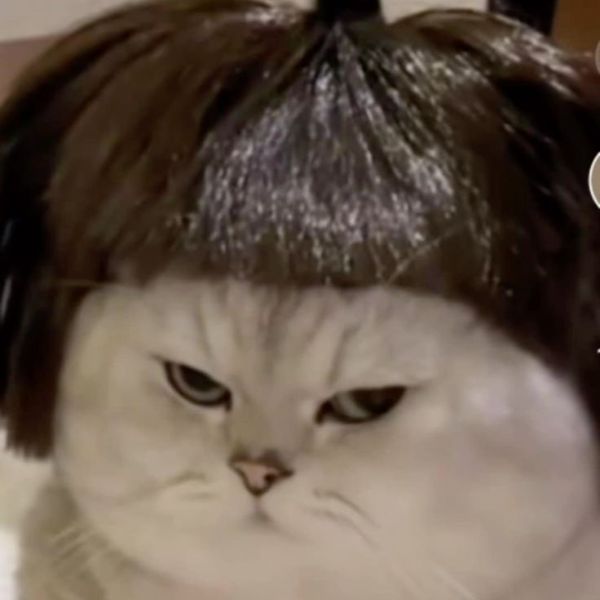ảnh meme mèo bựa cute yêu