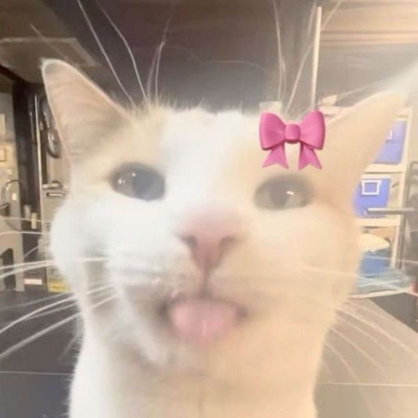 ảnh meme mèo bựa cute
