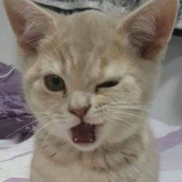 ảnh meme mèo bựa hài hước nhất