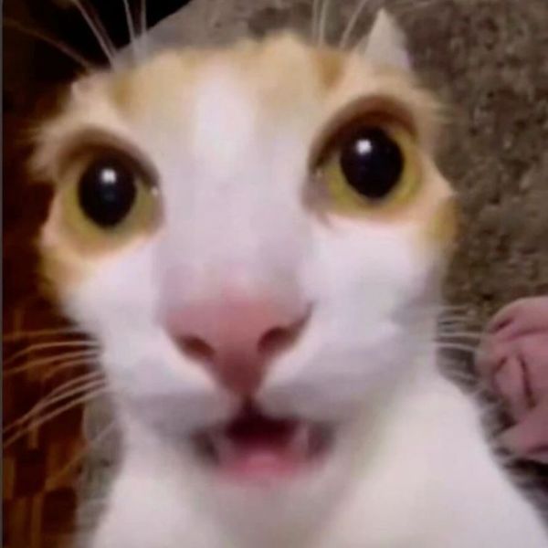 ảnh meme mèo bựa ngố nhất
