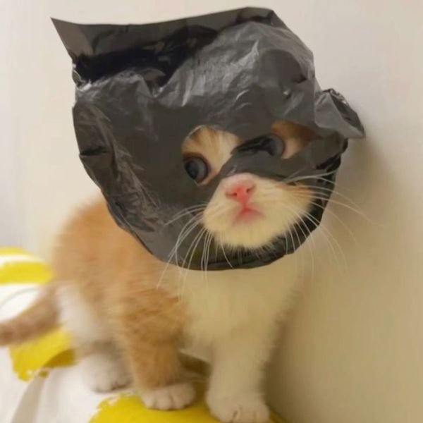 ảnh meme mèo bựa siêu hài
