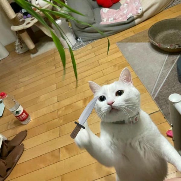 ảnh meme mèo cầm dao cực hài hước
