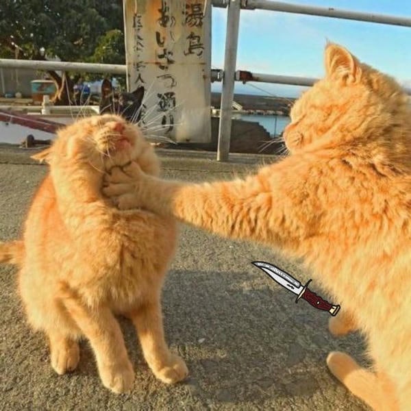 ảnh meme mèo cầm dao siêu hài