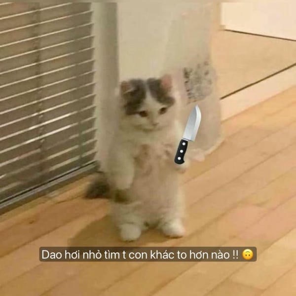 ảnh meme mèo cầm dao