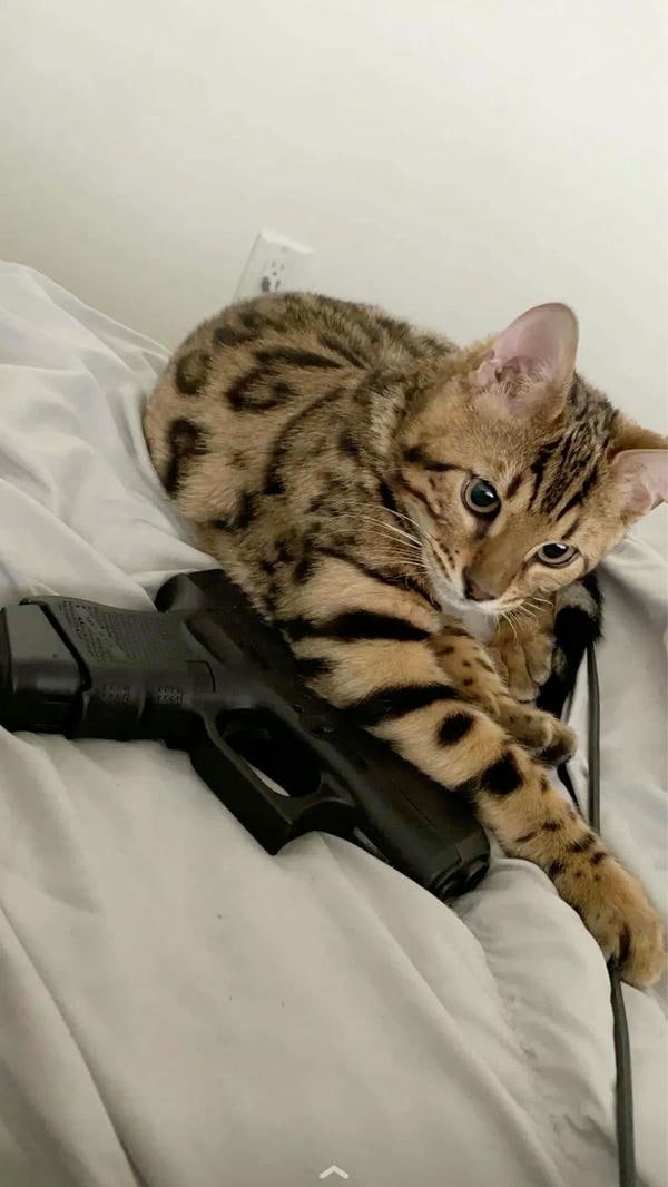 ảnh meme mèo cầm súng cute xỉu