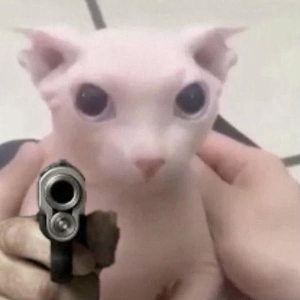 ảnh meme mèo cầm súng đáng yêu nhất