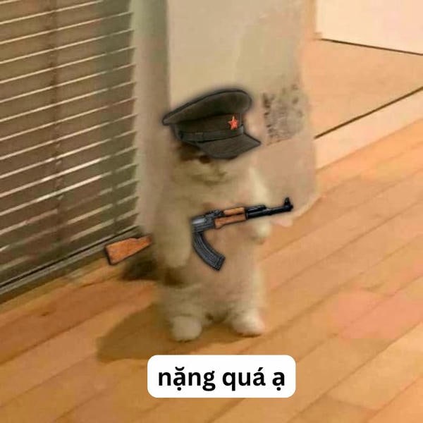 ảnh meme mèo cầm súng hài hước nhất