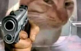 Top 50+ hình ảnh meme mèo cầm súng khiến bạn cười ra nước mắt