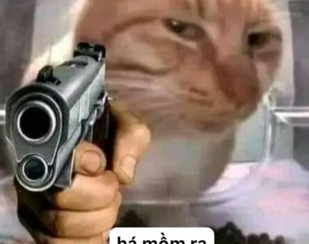 Top 50+ hình ảnh meme mèo cầm súng khiến bạn cười ra nước mắt