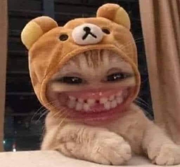 ảnh meme mèo cười chế