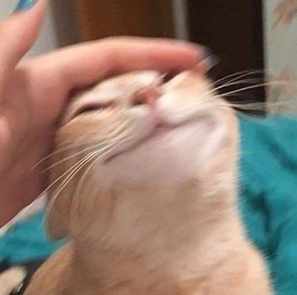 ảnh meme mèo cười cực bựa