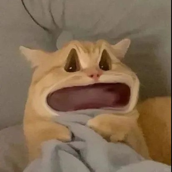 ảnh meme mèo cười cực hài