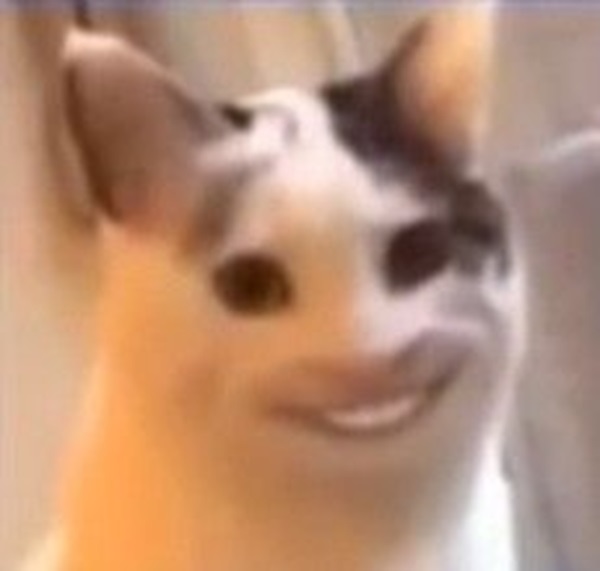 ảnh meme mèo cười hài bựa