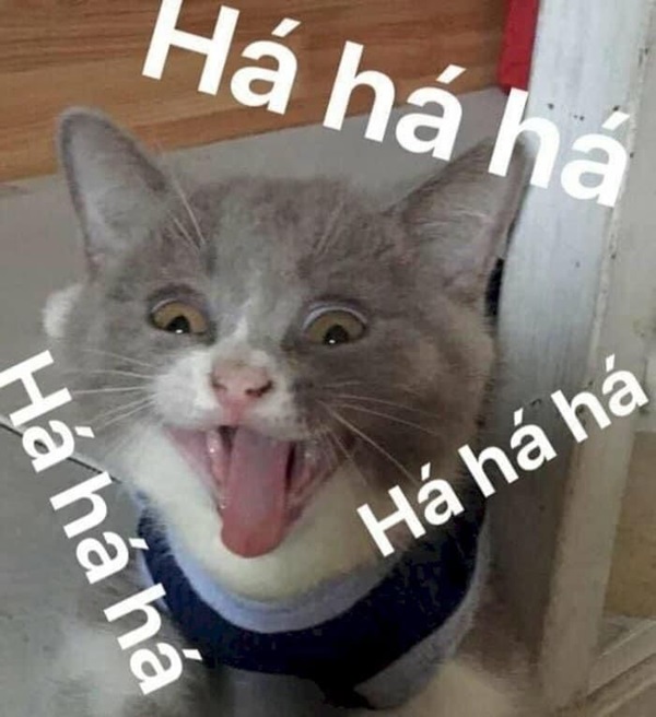 ảnh meme mèo cười hài độc