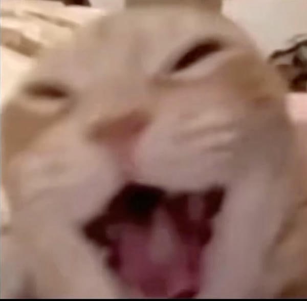 ảnh meme mèo cười hài nhất