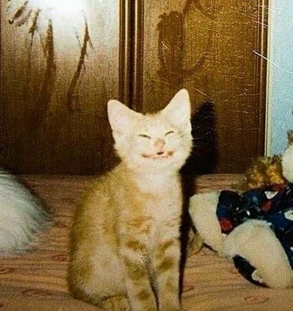 ảnh meme mèo cười khôi hài