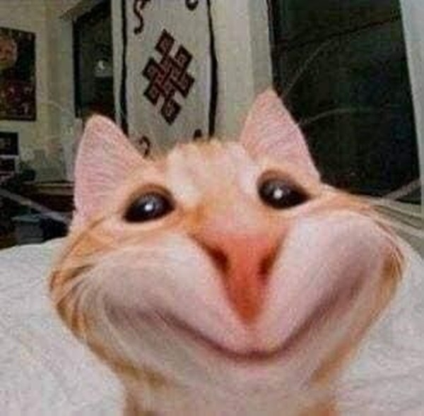 ảnh meme mèo cười siêu hài hước