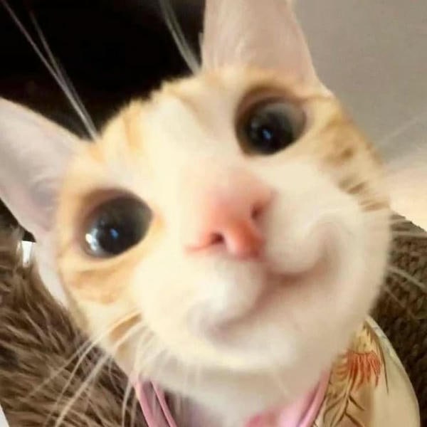 ảnh meme mèo cười