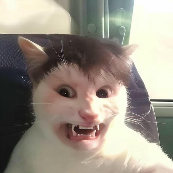 ảnh meme mèo cute nhất