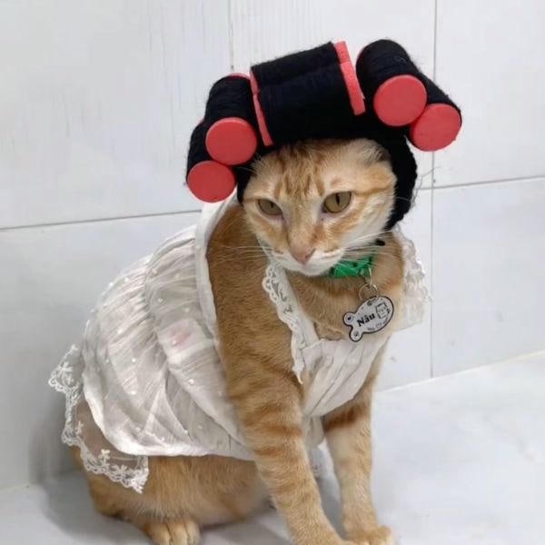 ảnh meme mèo cute siêu cute