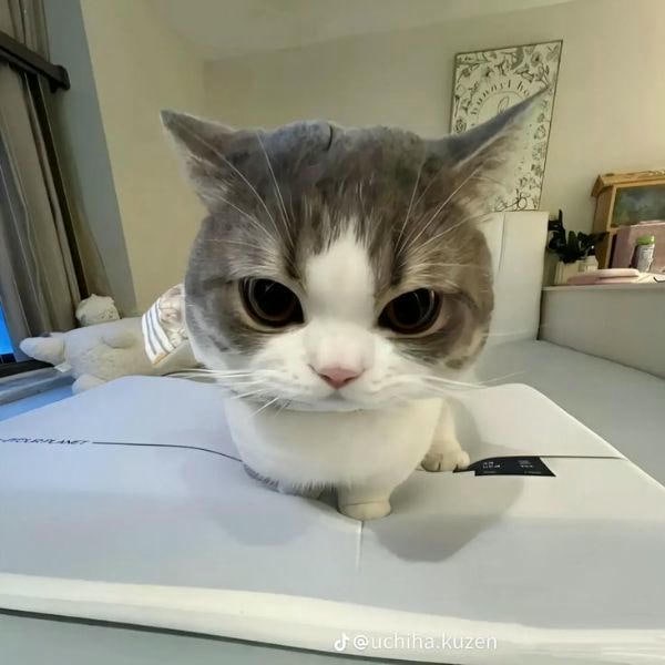 ảnh meme mèo cute siêu xinh