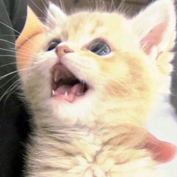 ảnh meme mèo cute xinh nhất