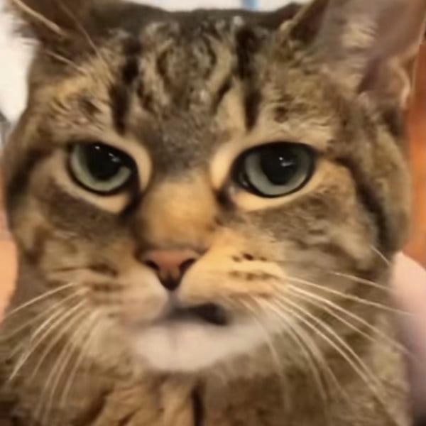 ảnh meme mèo cute xinh yêu