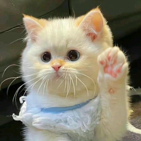 ảnh meme mèo cute xinh