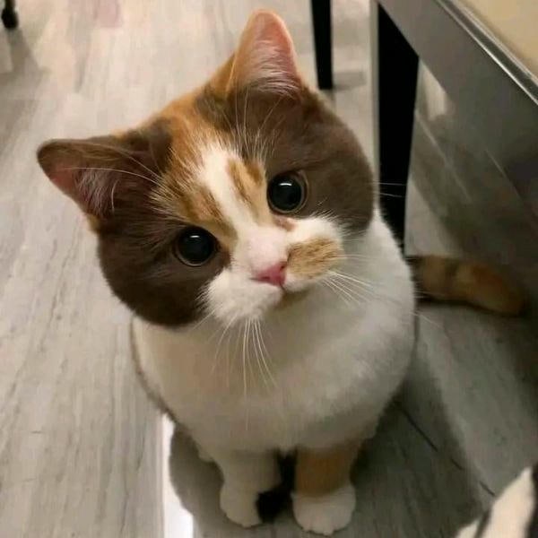 ảnh meme mèo cute yêu