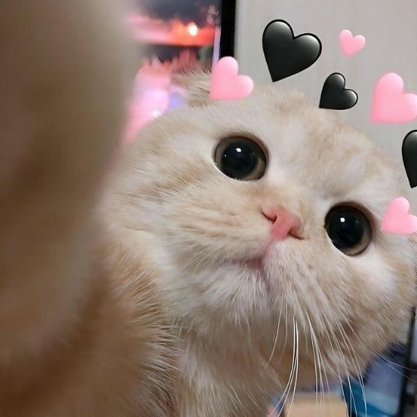 ảnh meme mèo cute