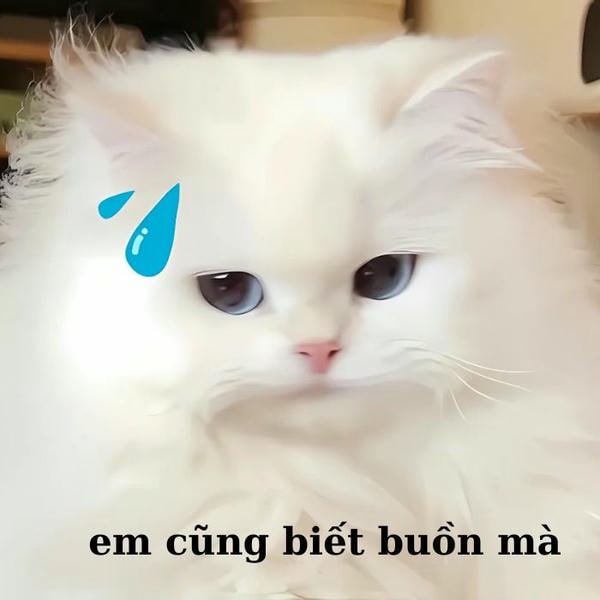 ảnh meme mèo khóc buồn