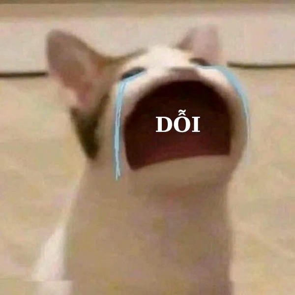 ảnh meme mèo khóc cực yêu