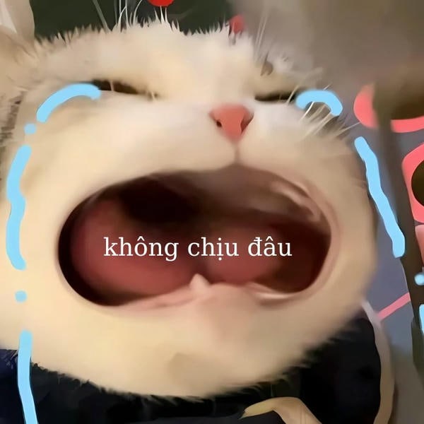 ảnh meme mèo khóc đáng yêu