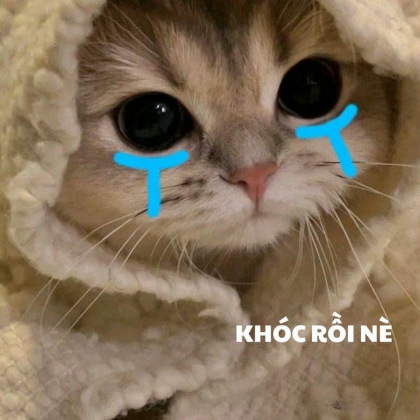 ảnh meme mèo khóc dễ thương